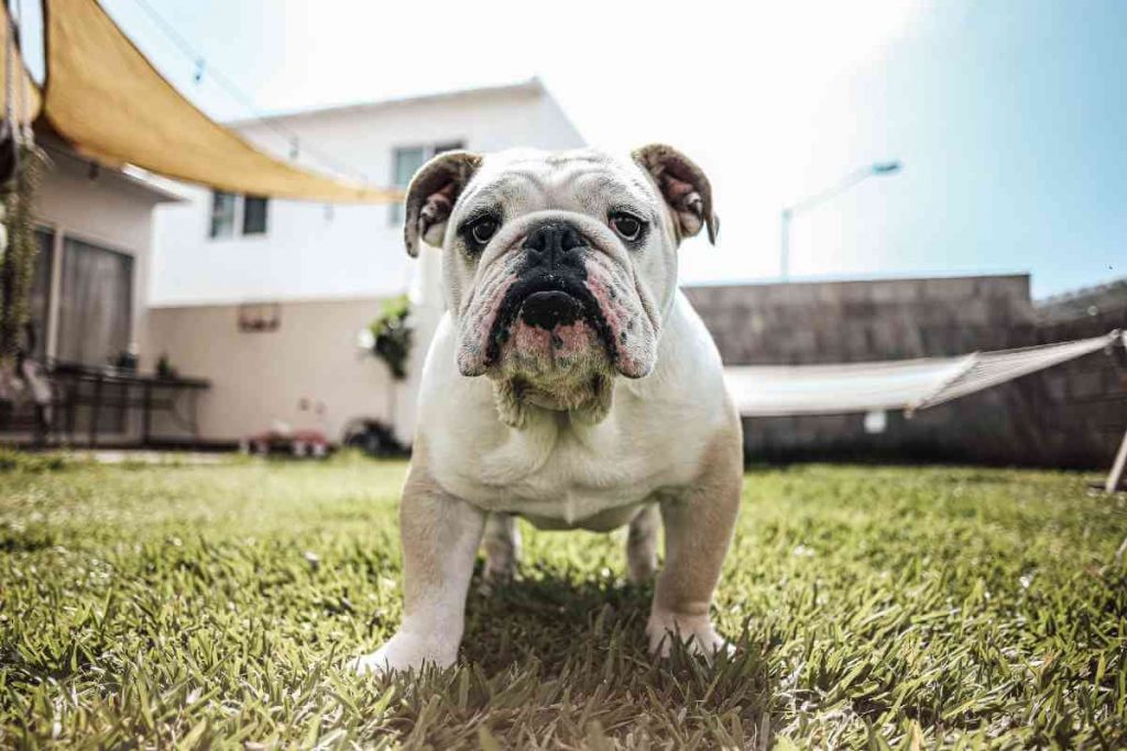 types of bulldogs