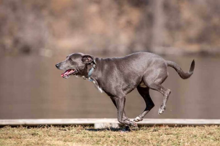 Easy DIY Dog Treadmill Project How To Build Dog Treadmill
