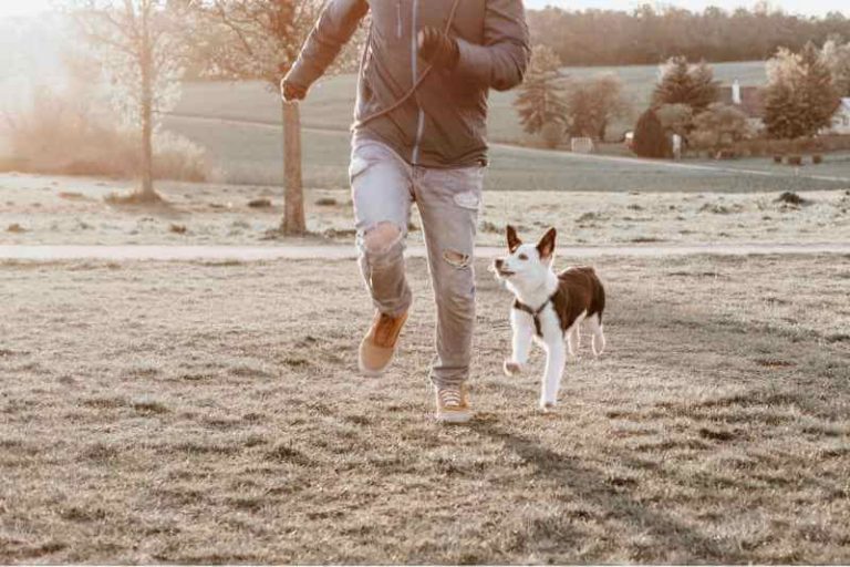 Easy DIY Dog Treadmill Project How To Build Dog Treadmill