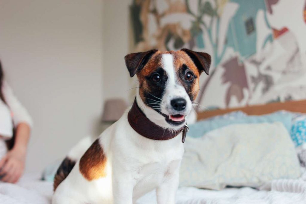 jack russell terrier on bed