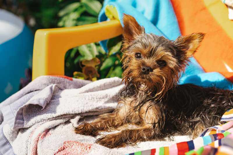 yorkie sitting on a chair after bath