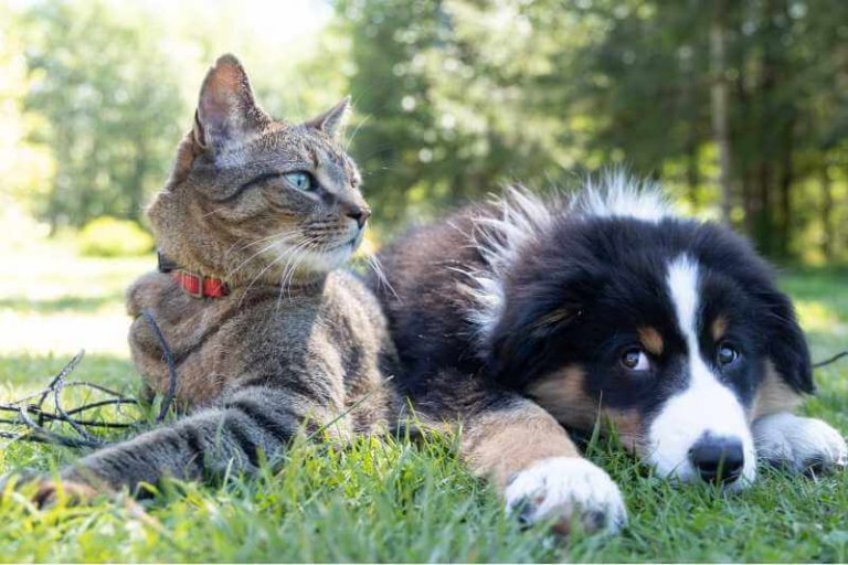 Why Do Dogs Hate Cats Every Creature Counts