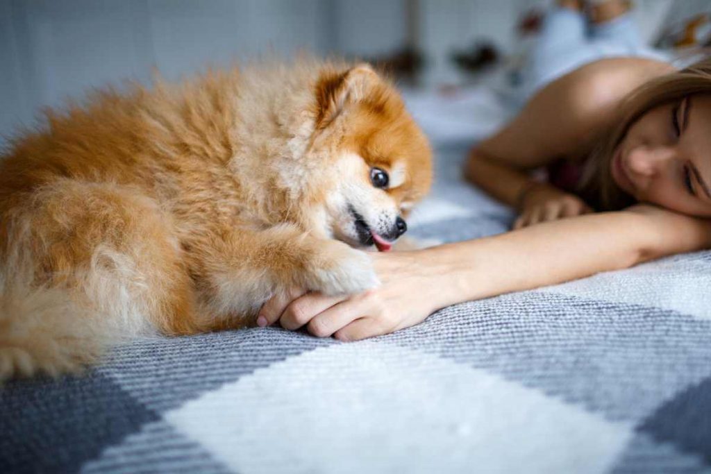 Why Do Dogs Lick Their Beds? What Is It Telling? Every Creature Counts