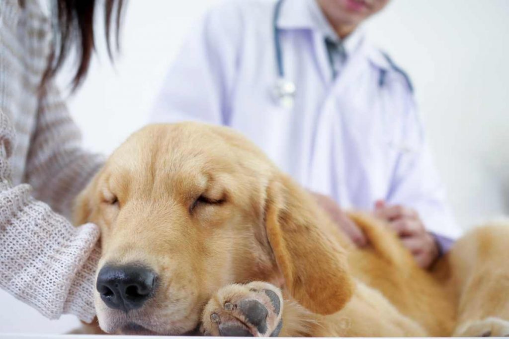 when to put a dog down with cushing's disease