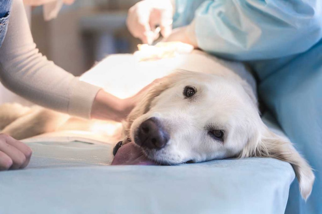 when to euthanize a dog with tracheal collapse