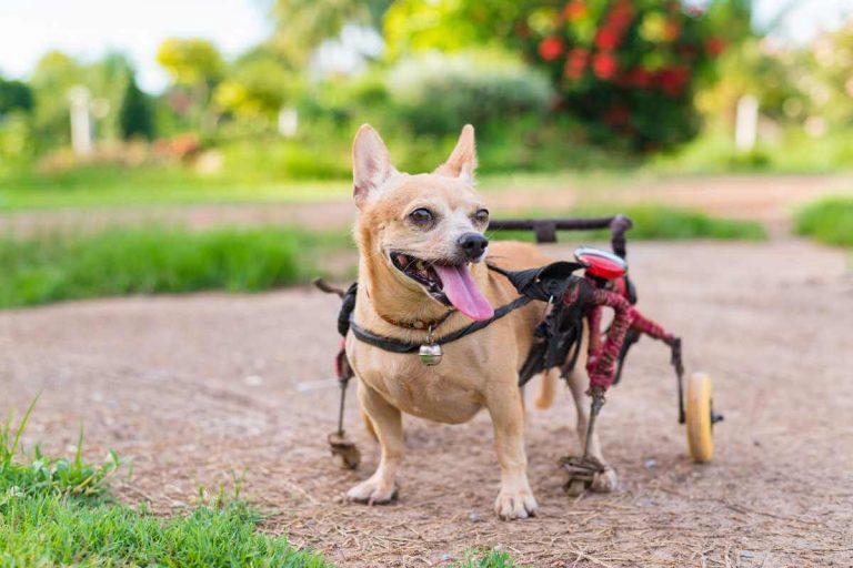 5 Best Dog Wheelchairs For Back Legs Rehabilitation
