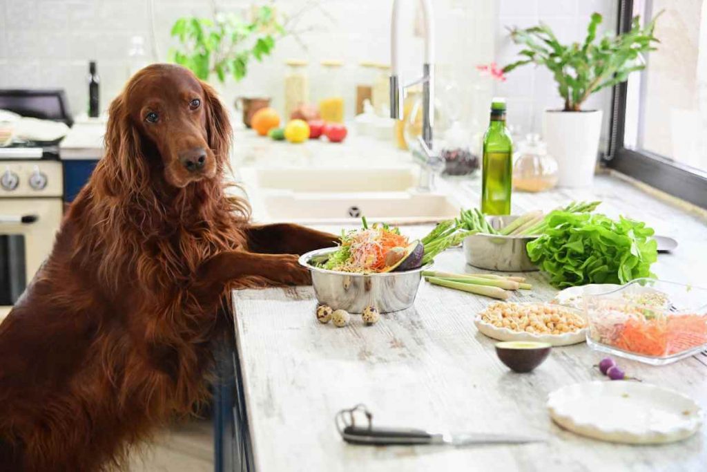 can dogs eat collard greens