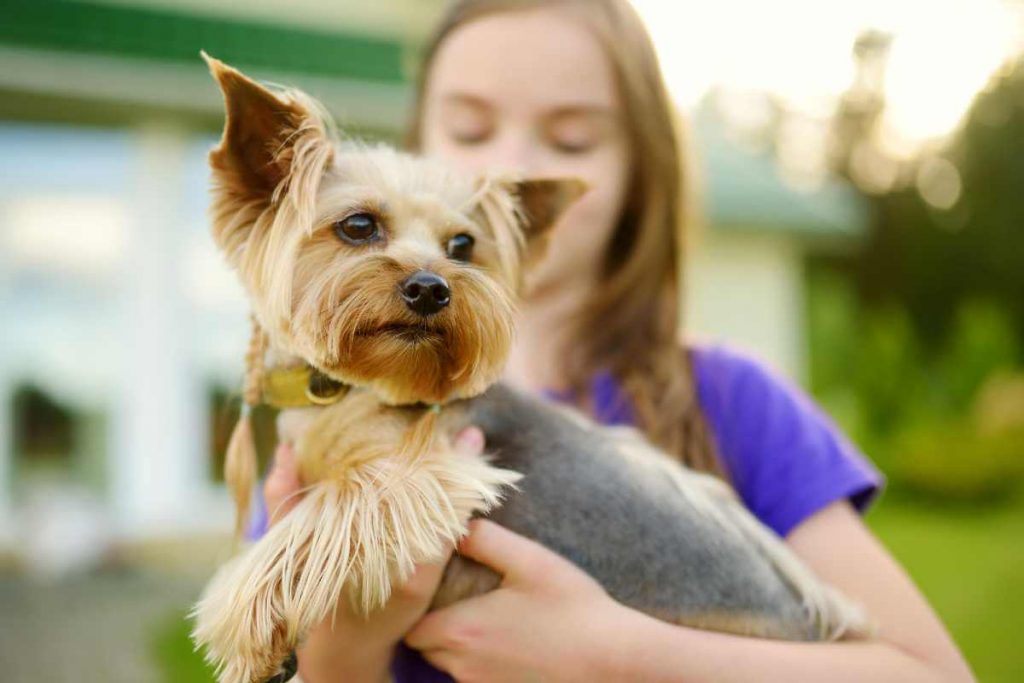 Do Yorkies Shed? The Truth About Yorkie Hair Every Creature Counts