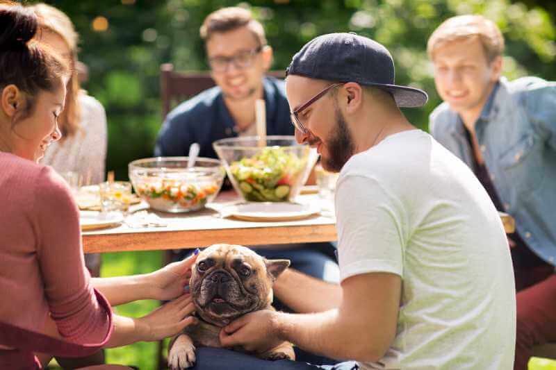 outdoor garden lunch with dog