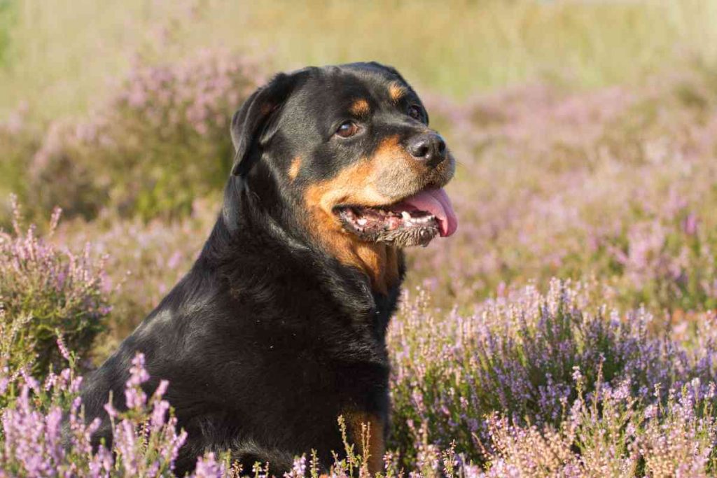 rottweiler mixed with german shepherd