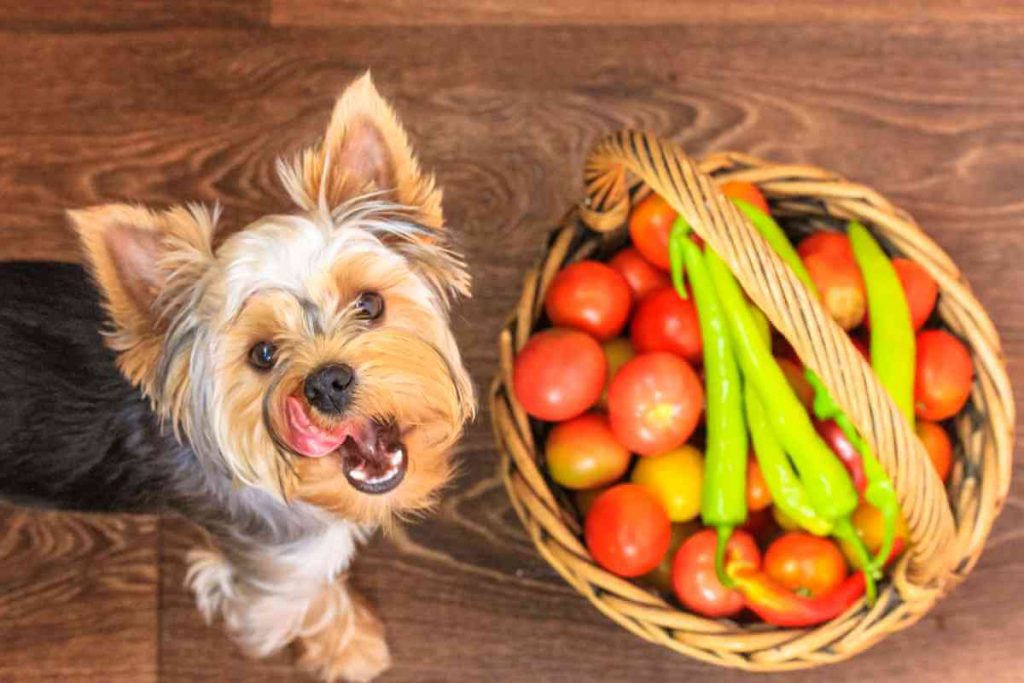 can dogs eat spicy food