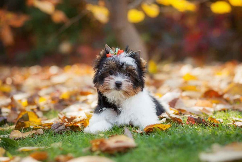 parti yorkie puppies