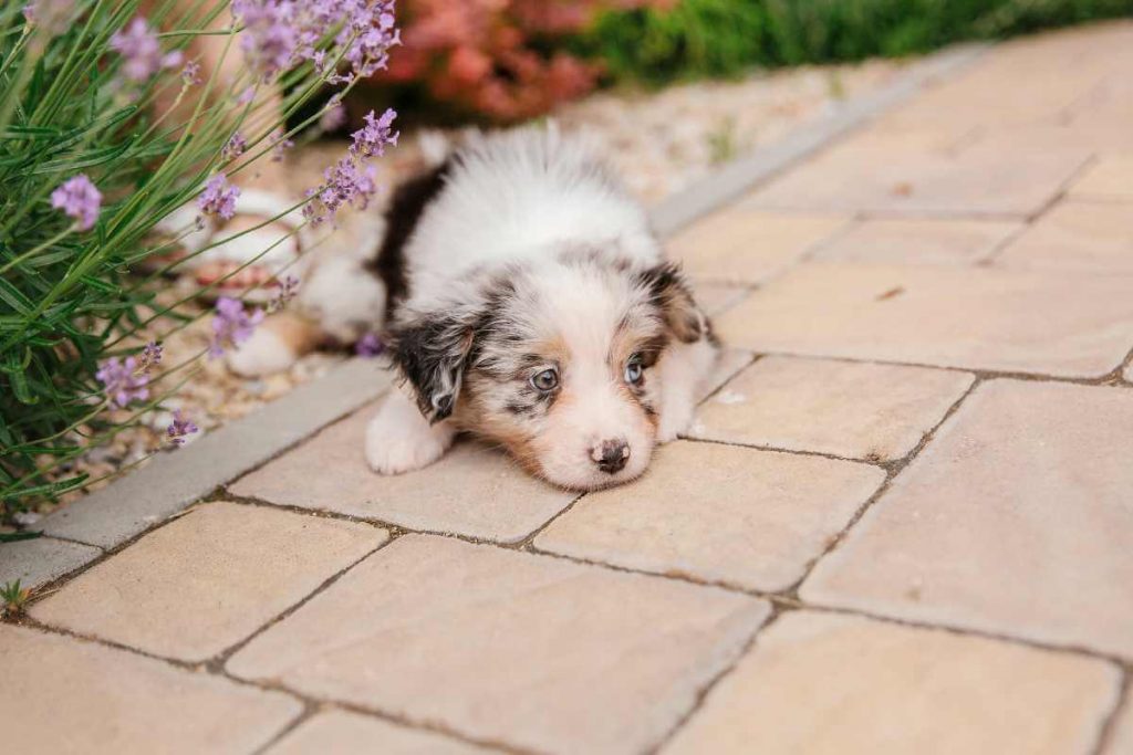 Australian Shepherd Dachshund Mix The Perfect Combination