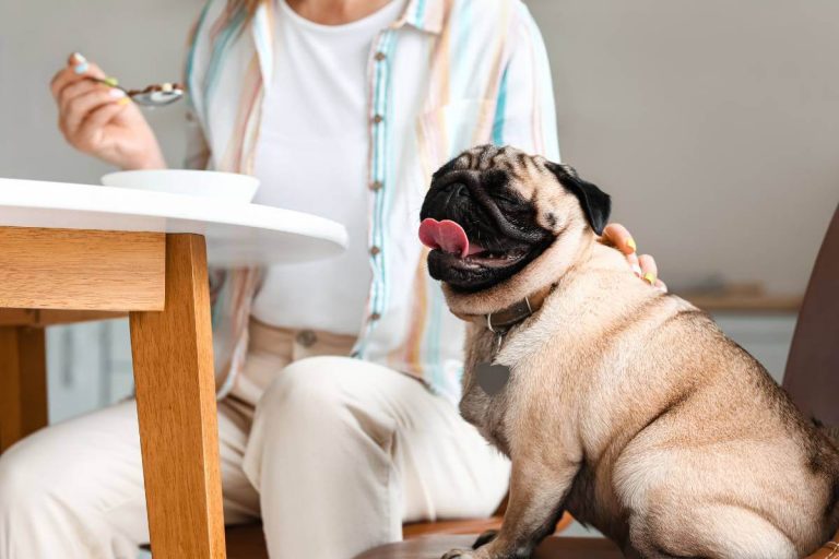 Can Dogs Eat Cereal? Find Out Every Creature Counts