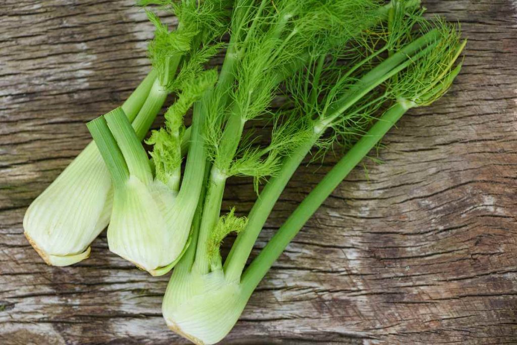 Fennel DogSafe Or Not? Find Out If Your Dog Can Eat Fennel