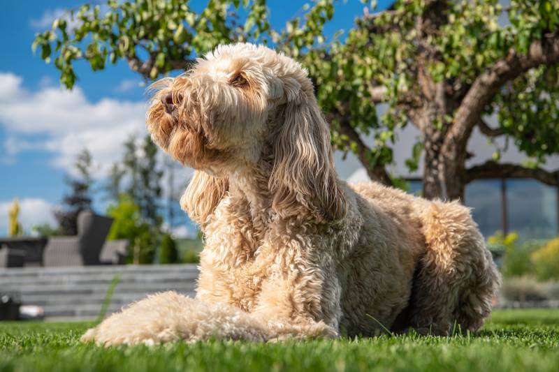goldendoodle relaxing in the backyyard