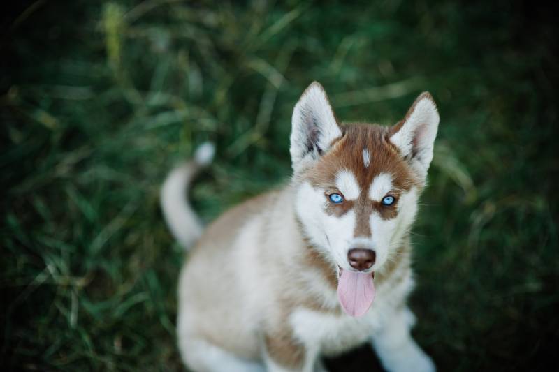 brown siberian husky puppy