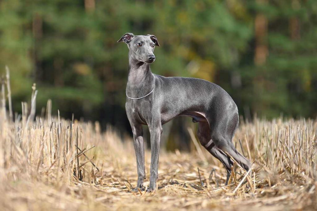 Greyhound Mixes Which One Is Best For You? Every Creature Counts
