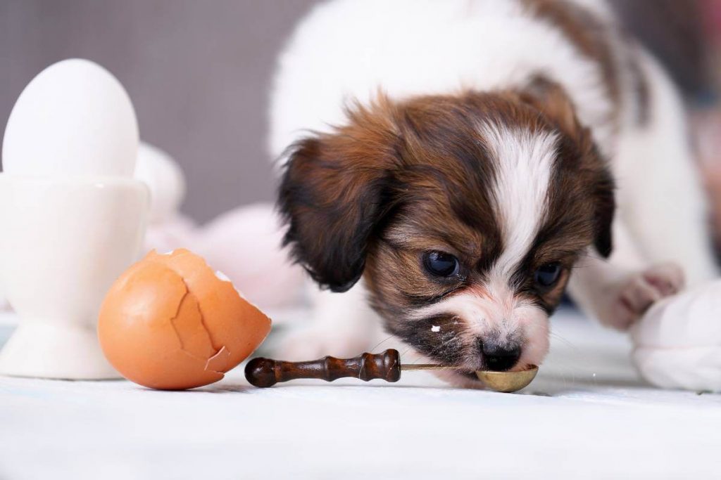 is egg good for dogs