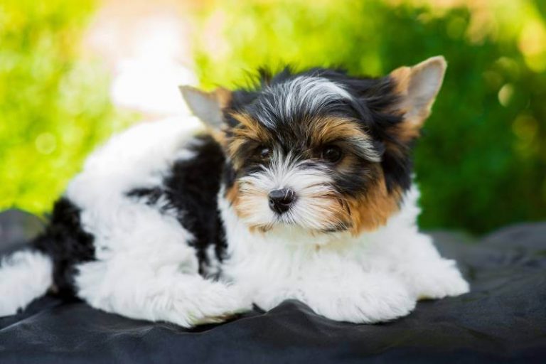 6 Black And White Yorkie Facts You Need To Know