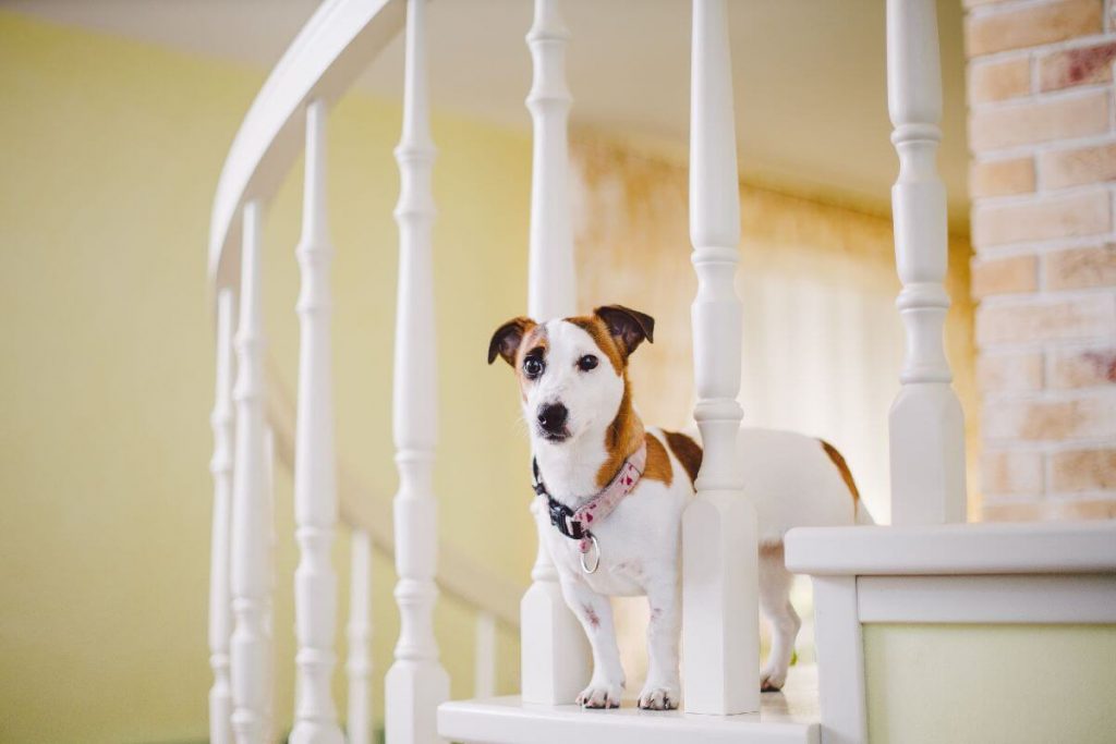 dog room under stairs