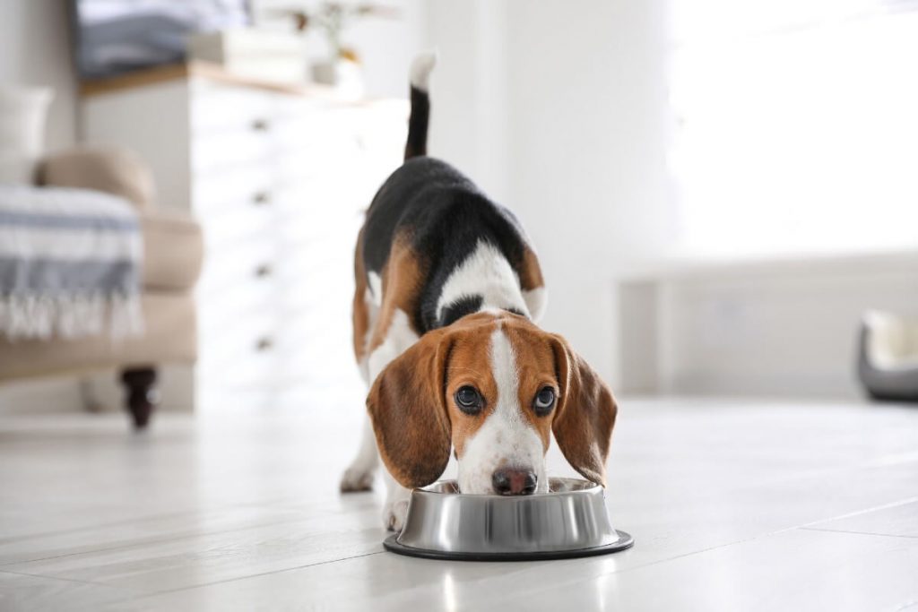 beagle eating on his food bowl