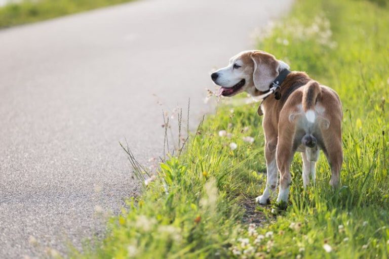 How To Make A Dogs Testicle Drop? Every Creature Counts