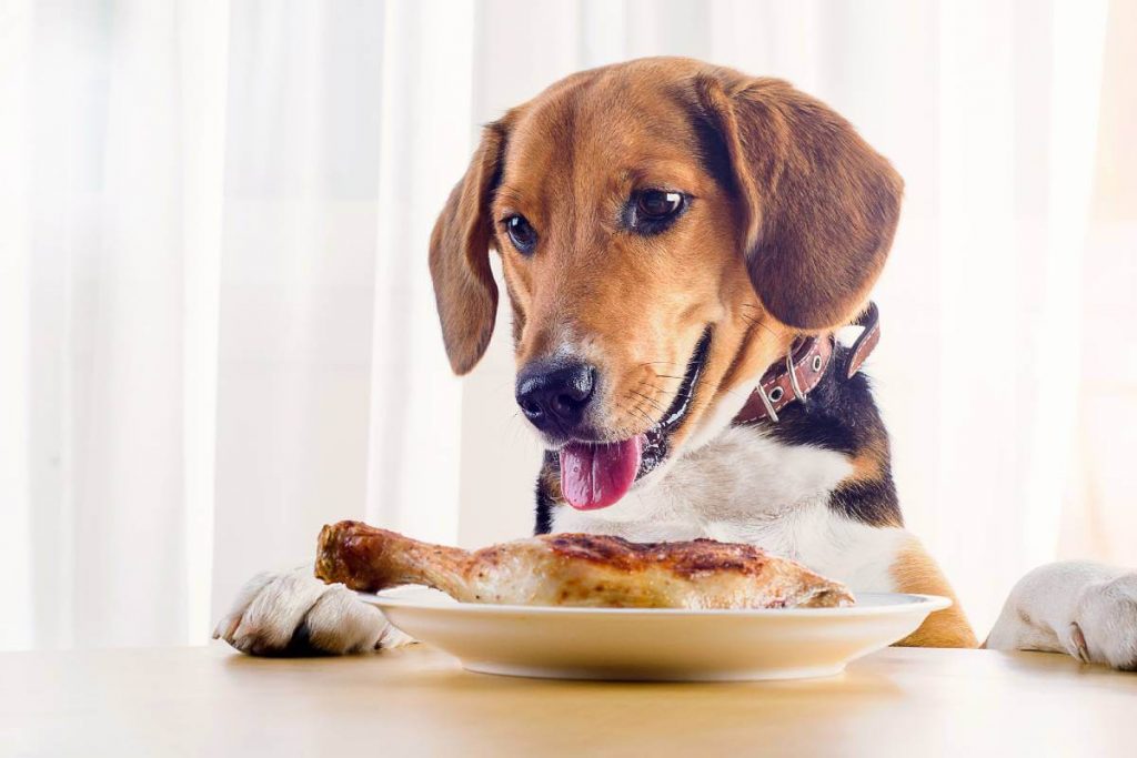 How To Cook Chicken For Dogs (StepbyStep Guide)