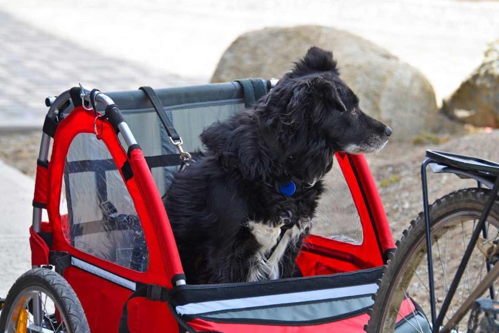 dog bike trailer
