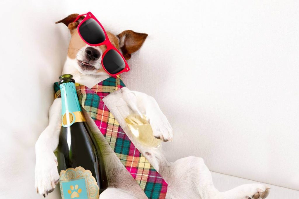 drunk dog with bottle wearing sun glasses and tie