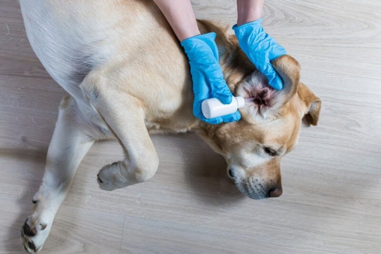 How To Get Rid Of Ear Mites In Dogs in 8 Ways Every Creature Counts