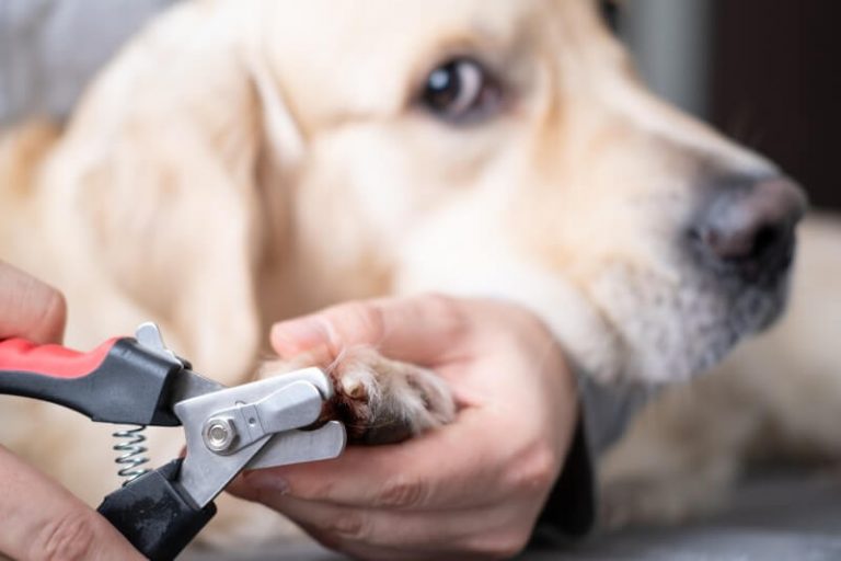 How To Cut An Uncooperative Dog's Nails (Hacks)
