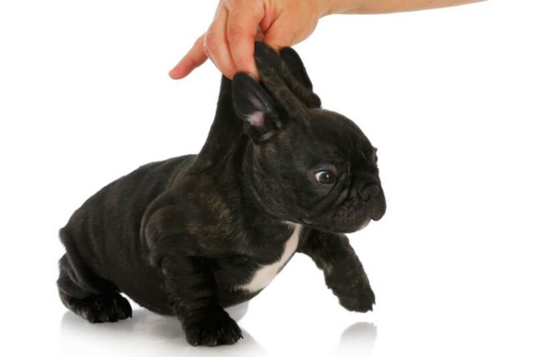 The Guide To Scruffing A Dog The Right Way Every Creature Counts