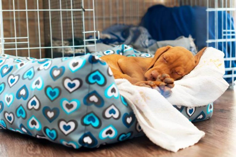 How to Collapse A Dog Crate? Are You Doing It Right?