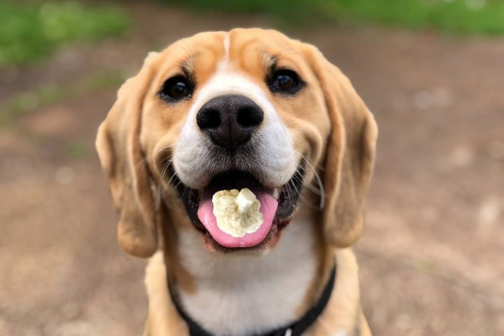 can dogs eat cauliflower