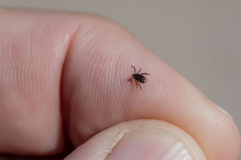 How To Keep Ticks Off Dogs Every Creature Counts