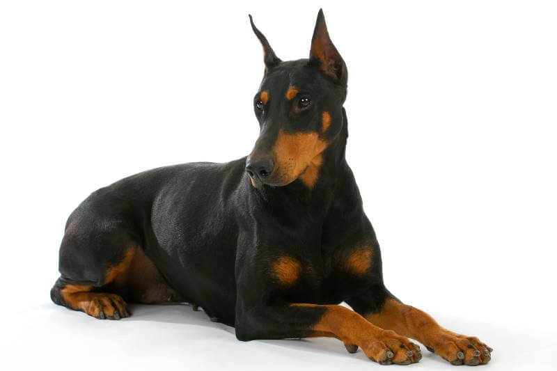 doberman pinscher on a white background