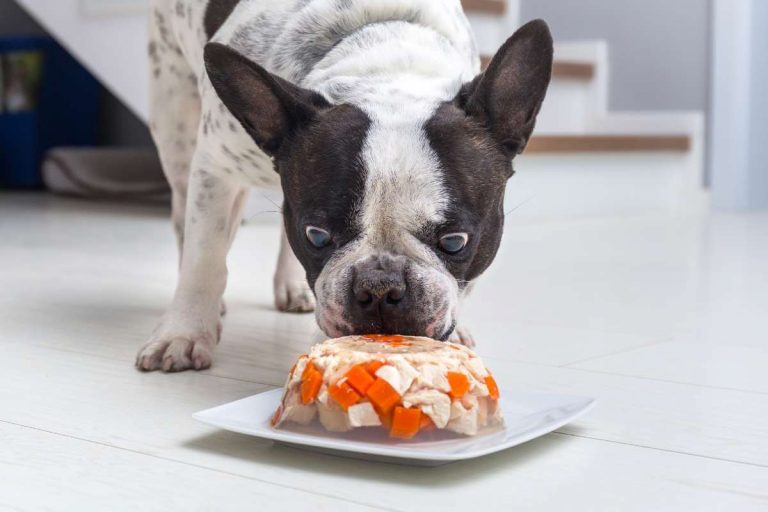 Can Dogs Have Jello Benefits & Side Effects Every Creature Counts