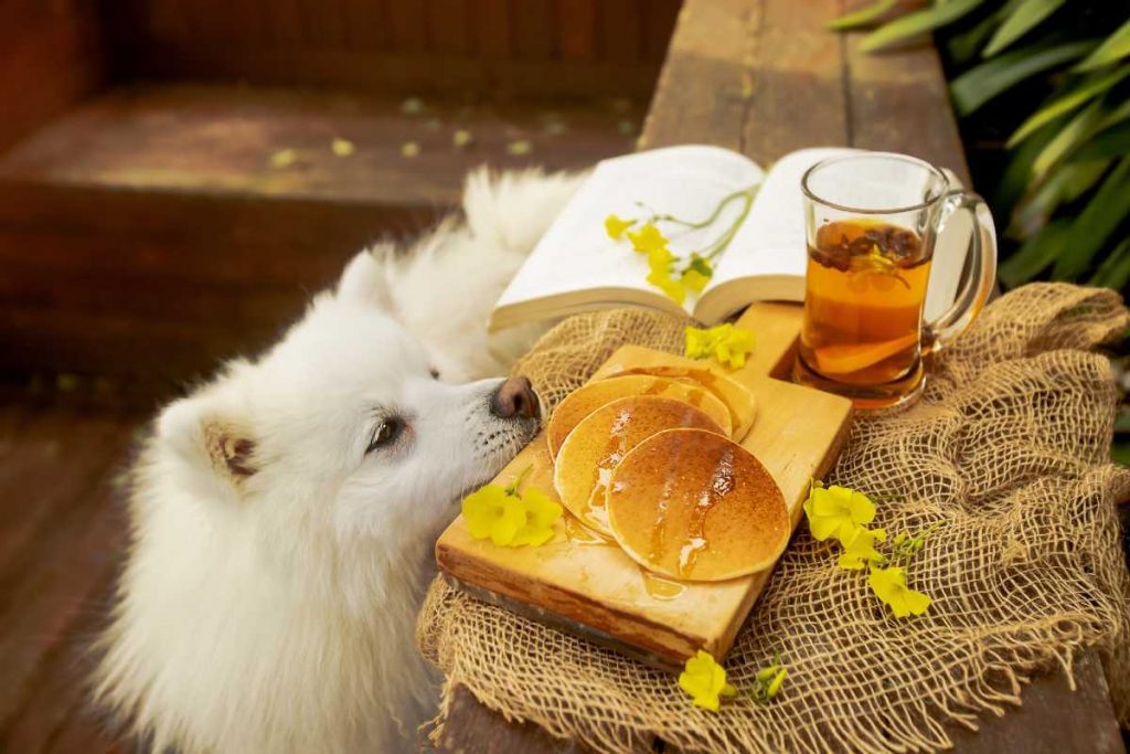can dogs have pancakes