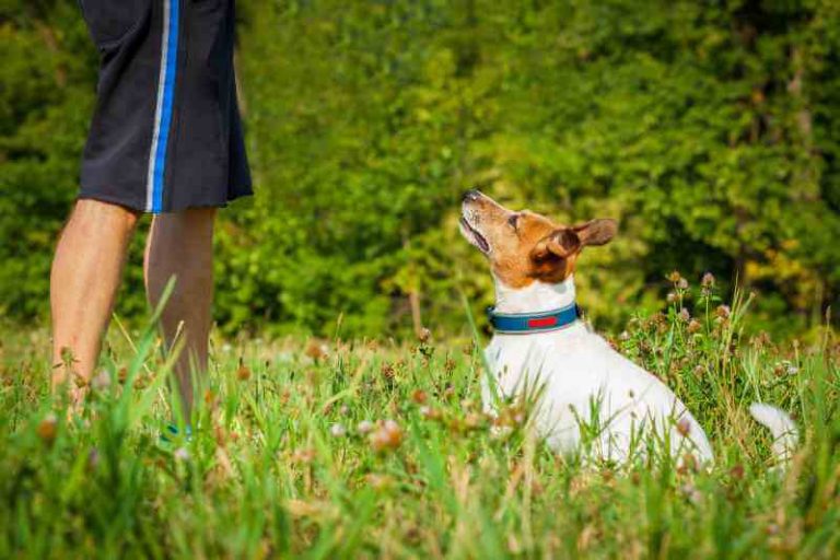 How To Punish a Dog Do’s and Don'ts Every Creature Counts