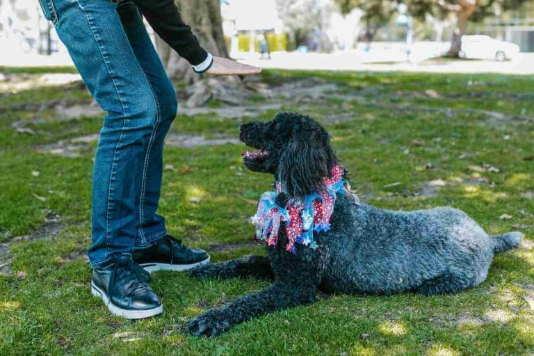 petco-vs-petsmart-training-who-comes-on-top-every-creature-counts