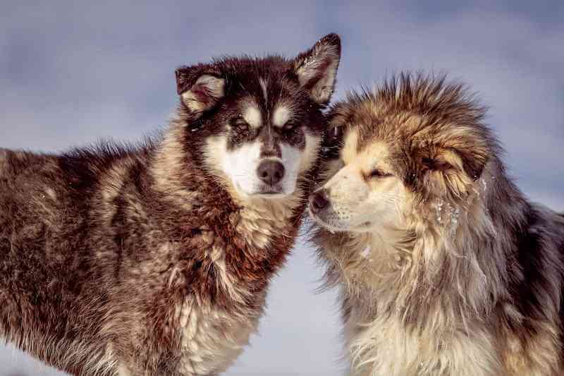 pair of alaskan malamute on the snow
