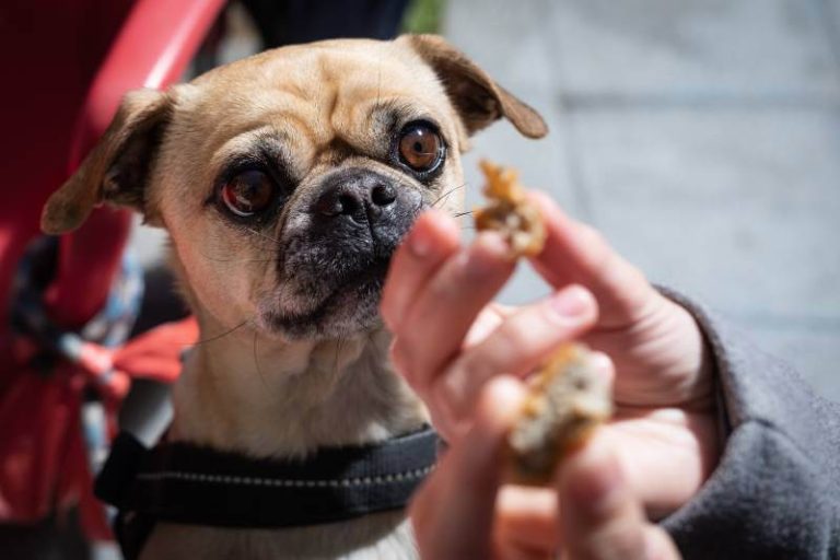 Tips on How to Cook Chicken Hearts For Dogs Every Creature Counts