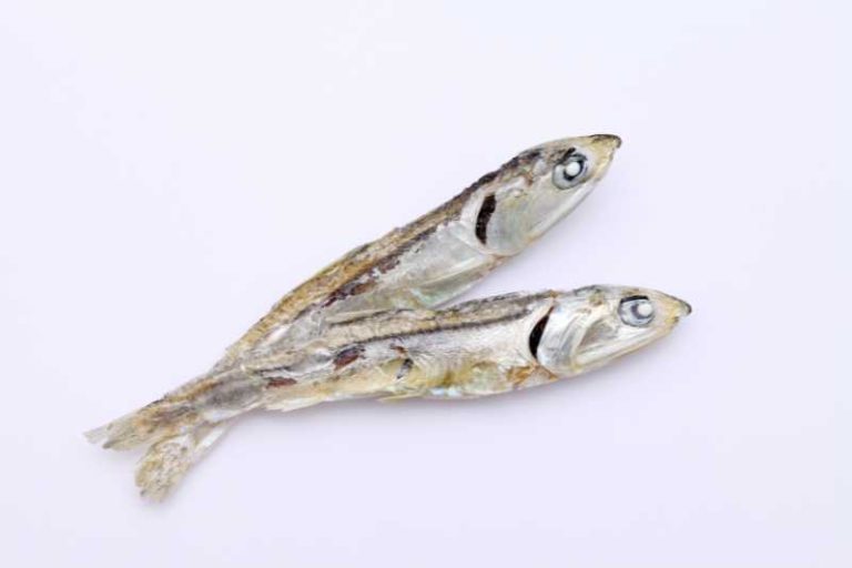 Rounding Up the 10 Best Dried Fish for Dogs!