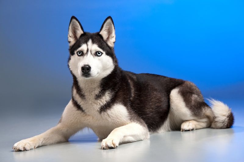 husky against a blue background