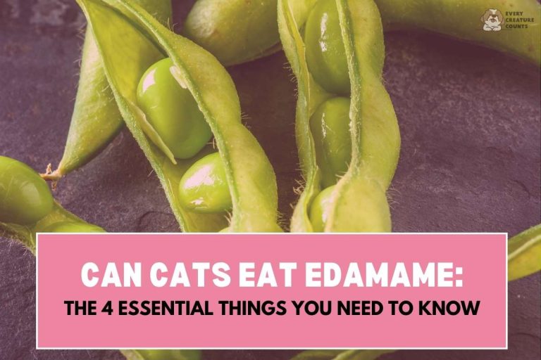can-cats-eat-edamame-the-4-essential-things-you-need-to-know