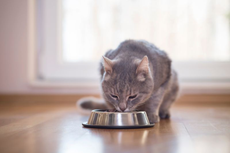 cat eating in a food bowl