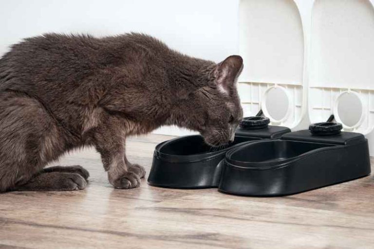 How To Make Raccoonproof Cat Feeder [Plus 7 Best Options]