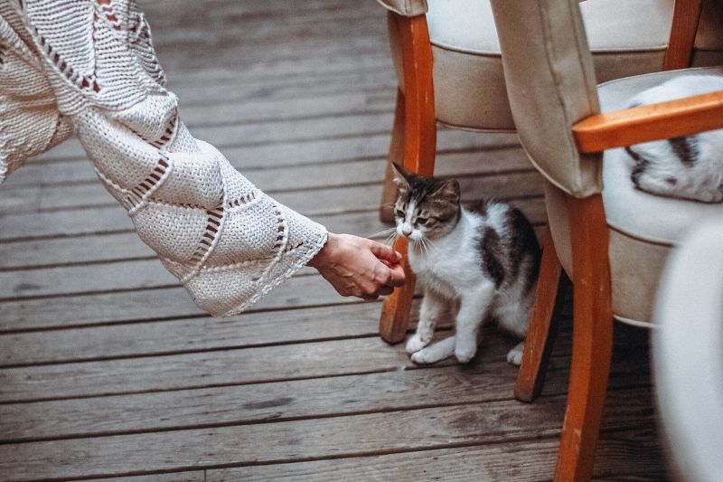 giving treat to a cat