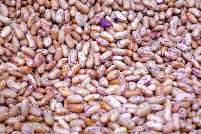 raw beans